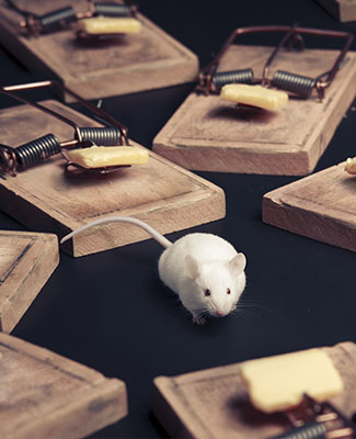 Small rat surrounded by traps set with cheese