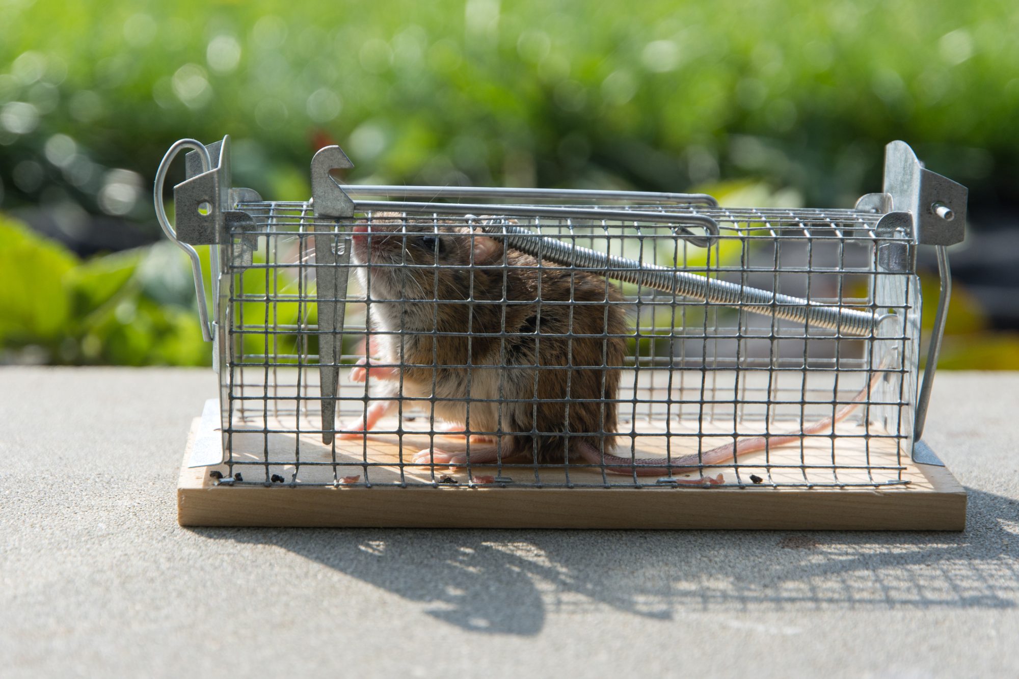 View of mouse caught in a non-hurt cage trap